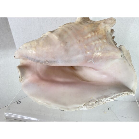 Decorative Extra Large Queen Ocean Pink Conch Seashell Shells 10.5” Natural 4+lb - Picture 2 of 9